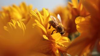 Bee Revived: Restoring Rhodian Biodiversity